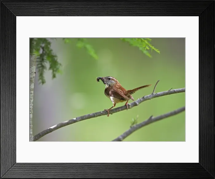 Framed Print : Carolina Wren - New York - Perched on branch holding caterpillar in beak Framed Print : Carolina Wren - New York - Perched on branch holding caterpillar in beak