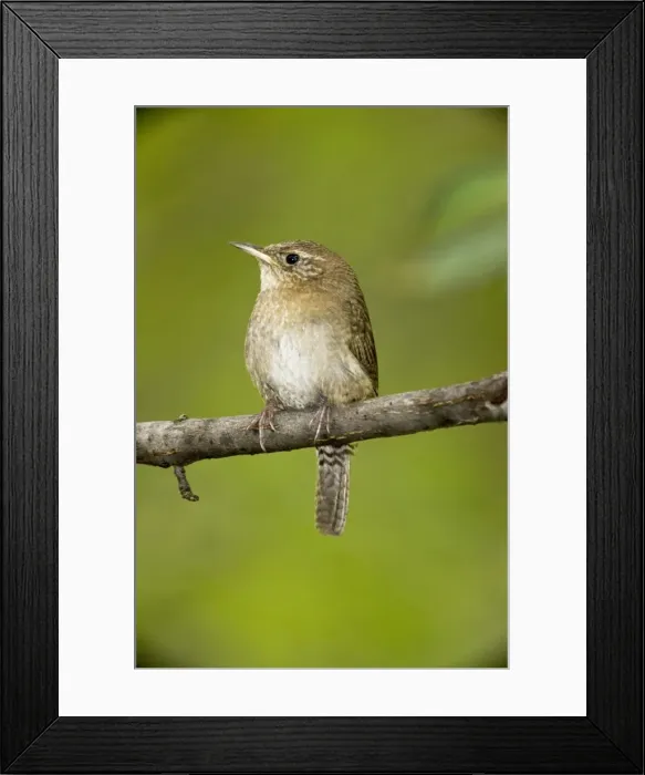 Framed Print : House Wren - Arizona - USA - brown-throated race - An uncommon resident in Southeastern Arizona mountains (7 to 8000 feet)