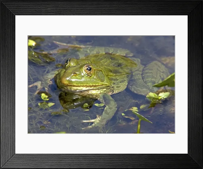 Framed Print : Chiricahua Leopard Frog (Rana chiricahuensis) - Arizona - USA - Also known as Ramsey Canyon Leopard Frog (Rana subaquavocalis) - IUCN vulnerable - Protected under Arizona state law - Declining populations due to habitat loss Framed Print : Chiricahua Leopard Frog (Rana chiricahuensis) - Arizona - USA - Also known as Ramsey Canyon Leopard Frog (Rana subaquavocalis) - IUCN vulnerable - Protected under Arizona state law - Declining populations due to habitat loss