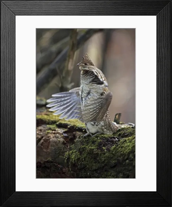 Framed Print : Ruffed Grouse (Bonasa umbellus) - Male engaged in courtship display - New York - USA - Display behavior consists of male rapidly beating wings while standing producing a low-pitched drumming sound