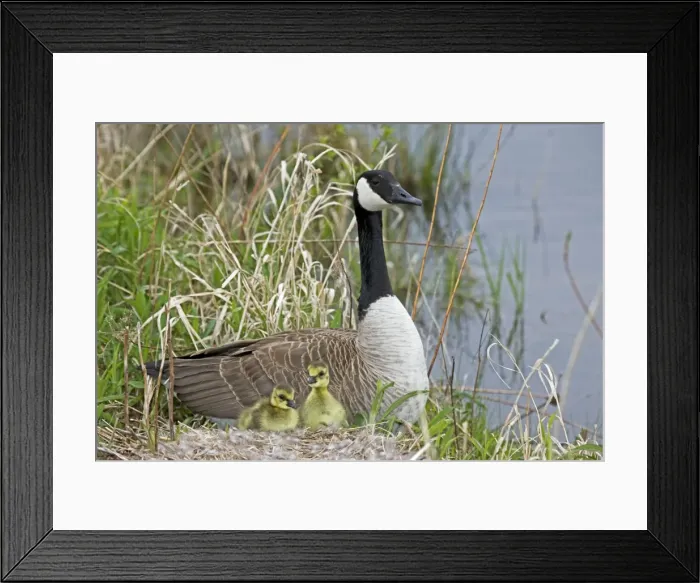 Framed Print : Canada Goose (Branta canadensis) - Adult on nest with newly hatched young - New York- USA - The most widespread goose in North America - Large waterfowl - Flocks travel in long strings in V formation announcing their approach by musical honking or Framed Print : Canada Goose (Branta canadensis) - Adult on nest with newly hatched young - New York- USA - The most widespread goose in North America - Large waterfowl - Flocks travel in long strings in V formation announcing their approach by musical honking or