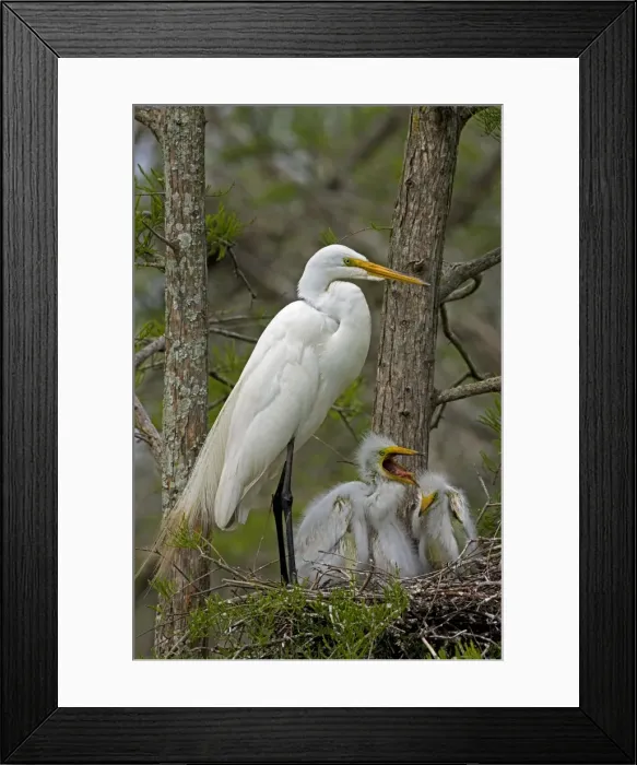 Framed Print : Great Egret (Casmerodius albus) - With young on nest - Louisiana - USA - Distinguished from most other white herons by large size ( L39 W51') Framed Print : Great Egret (Casmerodius albus) - With young on nest - Louisiana - USA - Distinguished from most other white herons by large size ( L39 W51')