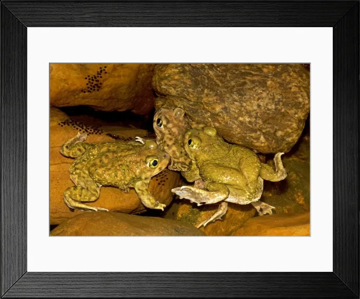 Framed Print : Couch's Spadefoots (Scaphiopus couchii) - Males competing to mate with one female - Breeds chiefly from May to Sept in periods of rainfall-occurs in shortgrass prairie, mesquite savanna, creosote bush desert, thorn forest Framed Print : Couch's Spadefoots (Scaphiopus couchii) - Males competing to mate with one female - Breeds chiefly from May to Sept in periods of rainfall-occurs in shortgrass prairie, mesquite savanna, creosote bush desert, thorn forest