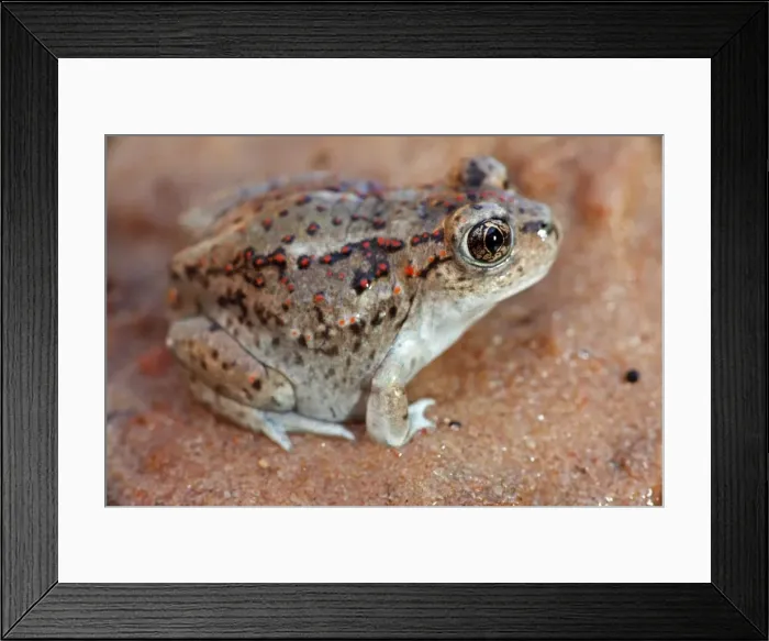 Framed Print : Great Basin Spadefoot - Newly metamorphosed - Utah - USA Framed Print : Great Basin Spadefoot - Newly metamorphosed - Utah - USA