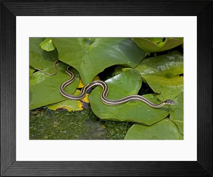 Framed Print : Black-necked Garter Snake (Thamnophis cyrtopsis) - Az - USA - Semi-aquatic Framed Print : Black-necked Garter Snake (Thamnophis cyrtopsis) - Az - USA - Semi-aquatic