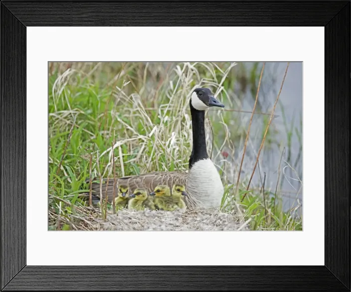 Framed Print : Canada Goose (Branta canadensis) - Adult on nest with newly hatched young - New York- USA - The most widespread goose in North America - Large waterfowl - Flocks travel in long strings in V formation announcing their approach by musical honking or