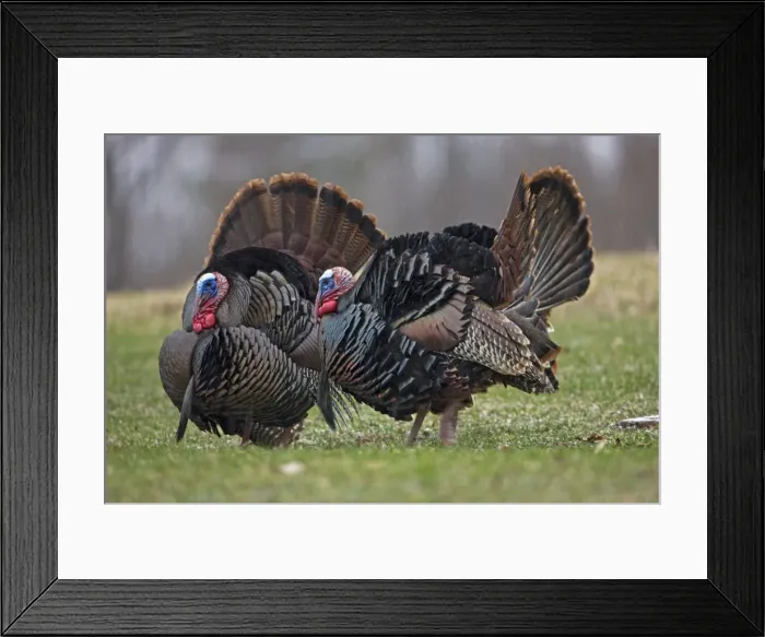 Framed Print : Wild Turkeys (Meleagris gallopavo) - Males in display - New York - In early Spring - Lightly snowing - Widespread in the U. S. and Mexico - reintroduced in much of former range - largest gamebird in North America - birds of the open forest - forage Framed Print : Wild Turkeys (Meleagris gallopavo) - Males in display - New York - In early Spring - Lightly snowing - Widespread in the U. S. and Mexico - reintroduced in much of former range - largest gamebird in North America - birds of the open forest - forage