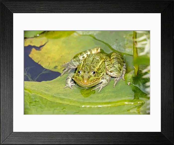 Framed Print : Chiricahua Leopard Frog (Rana chiricahuensis) - Arizona - USA - Also known as Ramsey Canyon Leopard Frog (Rana subaquavocalis) - IUCN vulnerable - Protected under Arizona state law - Declining populations due to habitat loss Framed Print : Chiricahua Leopard Frog (Rana chiricahuensis) - Arizona - USA - Also known as Ramsey Canyon Leopard Frog (Rana subaquavocalis) - IUCN vulnerable - Protected under Arizona state law - Declining populations due to habitat loss