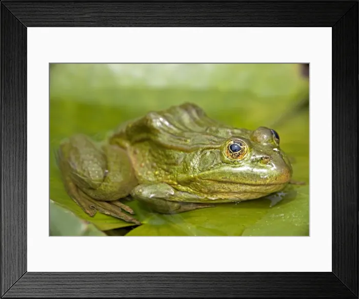Framed Print : Chiricahua Leopard Frog (Rana chiricahuensis) - Arizona - USA - Also known as Ramsey Canyon Leopard Frog (Rana subaquavocalis) - IUCN vulnerable - Protected under Arizona state law - Declining populations due to habitat loss Framed Print : Chiricahua Leopard Frog (Rana chiricahuensis) - Arizona - USA - Also known as Ramsey Canyon Leopard Frog (Rana subaquavocalis) - IUCN vulnerable - Protected under Arizona state law - Declining populations due to habitat loss