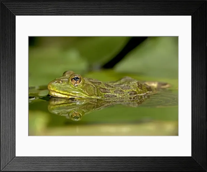 Framed Print : Chiricahua Leopard Frog (Rana chiricahuensis) - Arizona - USA - Also known as Ramsey Canyon Leopard Frog (Rana subaquavocalis) - IUCN vulnerable - Protected under Arizona state law - Declining populations due to habitat loss Framed Print : Chiricahua Leopard Frog (Rana chiricahuensis) - Arizona - USA - Also known as Ramsey Canyon Leopard Frog (Rana subaquavocalis) - IUCN vulnerable - Protected under Arizona state law - Declining populations due to habitat loss