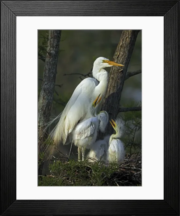 Framed Print : Great Egret (Casmerodius albus) - With young on nest - Louisiana - USA - Distinguished from most other white herons by large size ( L39 W51') Framed Print : Great Egret (Casmerodius albus) - With young on nest - Louisiana - USA - Distinguished from most other white herons by large size ( L39 W51')