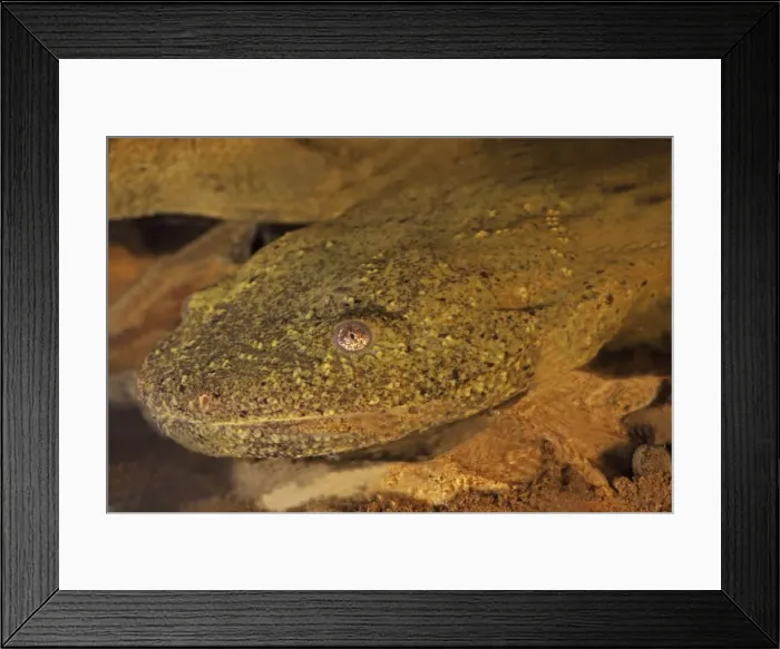 Framed Print : Hellbender (Cryptobranchus alleganiensis) - New York USA - Aquatic salamander - Almost always found in rivers and larger streams where water is running Framed Print : Hellbender (Cryptobranchus alleganiensis) - New York USA - Aquatic salamander - Almost always found in rivers and larger streams where water is running