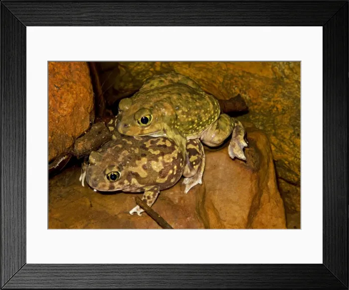 Framed Print : Couch's Spadefoot (Scaphiopus couchii) Pair in amplexus -Breeds chiefly from May to Sept in periods of rainfall - Occurs in shortgrass prairie- mesquite savanna- creosote bush desert- thorn forest- tropical deciduous forest