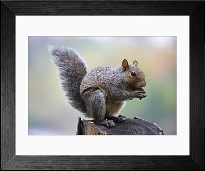 Framed Print : Eastern Gray Squirrel (Sciurus carolinensis) Eating nuts in tree - New York - Habitat is hardwood or mixed forests with nut trees-especially oak-hickory forests - Range is eastern United States - Is abroad all year even digging through snow in Framed Print : Eastern Gray Squirrel (Sciurus carolinensis) Eating nuts in tree - New York - Habitat is hardwood or mixed forests with nut trees-especially oak-hickory forests - Range is eastern United States - Is abroad all year even digging through snow in