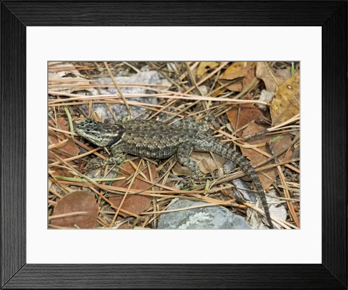 Framed Print : Mountain Spiny Lizard (Sceloporus jarrovi) - Arizona - USA - On log burned by forest fire - Recolonizing - Found in Baboquivari-Santa Rita-Dragoon-Huachuca-Chiricahua and Pinaleno (Graham) Framed Print : Mountain Spiny Lizard (Sceloporus jarrovi) - Arizona - USA - On log burned by forest fire - Recolonizing - Found in Baboquivari-Santa Rita-Dragoon-Huachuca-Chiricahua and Pinaleno (Graham)