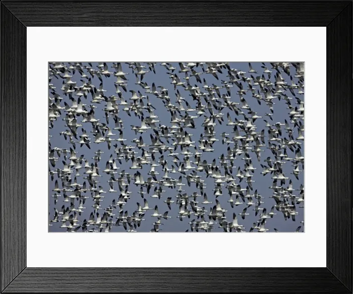 Framed Print : Snow Geese (Chen caerulescens) - NY - USA - Large group in flight - Montezuma Wildlife Refuge Framed Print : Snow Geese (Chen caerulescens) - NY - USA - Large group in flight - Montezuma Wildlife Refuge