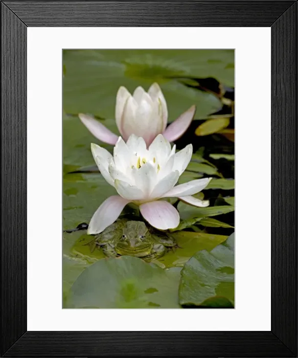 Framed Print : Chiricahua Leopard Frog (Rana chiricahuensis) - Arizona - USA - Also known as Ramsey Canyon Leopard Frog (Rana subaquavocalis) - IUCN vulnerable - Protected under Arizona state law - Declining populations due to habitat loss Framed Print : Chiricahua Leopard Frog (Rana chiricahuensis) - Arizona - USA - Also known as Ramsey Canyon Leopard Frog (Rana subaquavocalis) - IUCN vulnerable - Protected under Arizona state law - Declining populations due to habitat loss