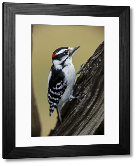 Framed Print : Downy Woodpecker (Picoides pubescens) - New York - USA - Found near or in woods - Similar to Hairy Woodpecker but smaller with weaker voice Framed Print : Downy Woodpecker (Picoides pubescens) - New York - USA - Found near or in woods - Similar to Hairy Woodpecker but smaller with weaker voice