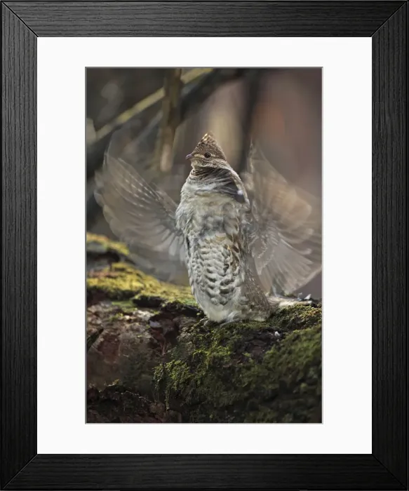 Framed Print : Ruffed Grouse (Bonasa umbellus) - Male engaged in courtship display - New York - USA - Display behavior consists of male rapidly beating wings while standing producing a low-pitched drumming sound Framed Print : Ruffed Grouse (Bonasa umbellus) - Male engaged in courtship display - New York - USA - Display behavior consists of male rapidly beating wings while standing producing a low-pitched drumming sound