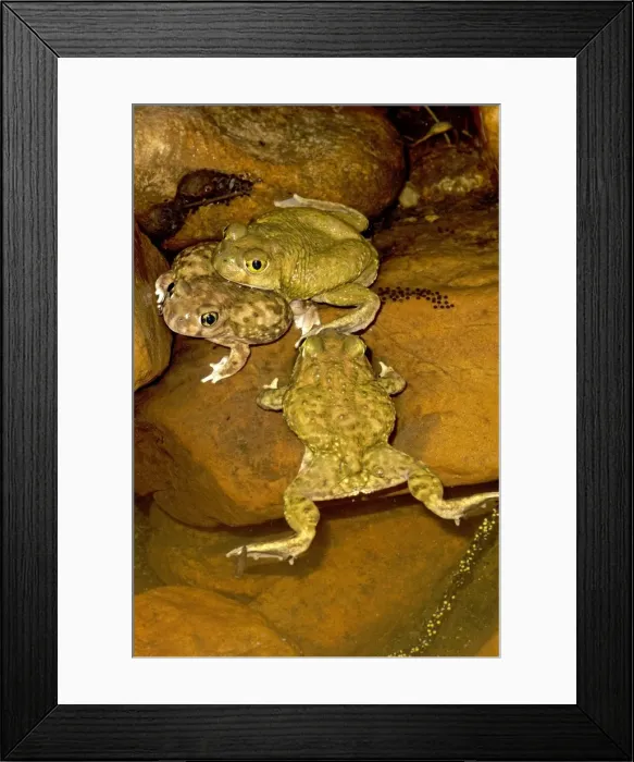 Framed Print : Couch's Spadefoot (Scaphiopus couchii) Pair in amplexus - Showing eggs laid - Breeds chiefly from May to Sept in periods of rainfall - Occurs in shortgrass prairie- mesquite savanna- creosote bush desert- thorn forest- tropical deciduous Framed Print : Couch's Spadefoot (Scaphiopus couchii) Pair in amplexus - Showing eggs laid - Breeds chiefly from May to Sept in periods of rainfall - Occurs in shortgrass prairie- mesquite savanna- creosote bush desert- thorn forest- tropical deciduous