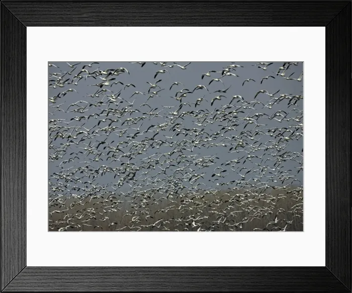 Framed Print : Snow Geese (Chen caerulescens) - NY - USA - Large group in flight - Montezuma Wildlife Refuge