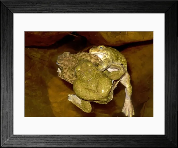 Framed Print : Couch's Spadefoot (Scaphiopus couchii) Males competing to mate with single female -Breeds chiefly from May to Sept in periods of rainfall - Occurs in shortgrass prairie- mesquite savanna- creosote bush desert- thorn forest- tropical deciduous