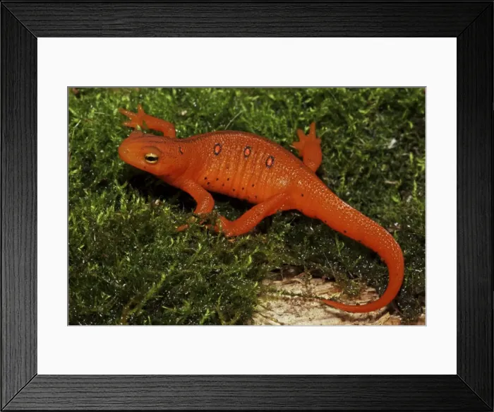 Framed Print : Red Eft - Terrestrial Form of Red-Spotted Newt (Notophthalmus viridescens viridescens) - New York - USA Framed Print : Red Eft - Terrestrial Form of Red-Spotted Newt (Notophthalmus viridescens viridescens) - New York - USA