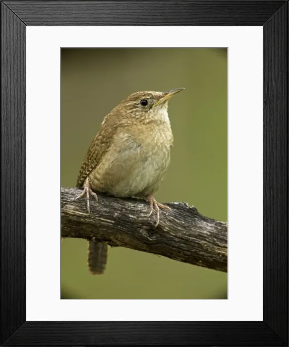 Framed Print : House Wren - Arizona - USA - brown-throated race - An uncommon resident in Southeastern Arizona mountains (7 to 8000 feet) Framed Print : House Wren - Arizona - USA - brown-throated race - An uncommon resident in Southeastern Arizona mountains (7 to 8000 feet)