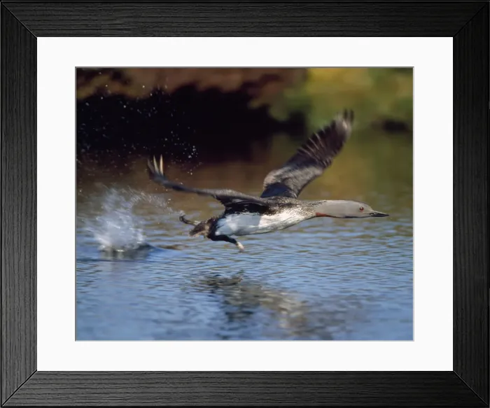 Framed Print : Red-throated Diver - taking off - UK Framed Print : Red-throated Diver - taking off - UK