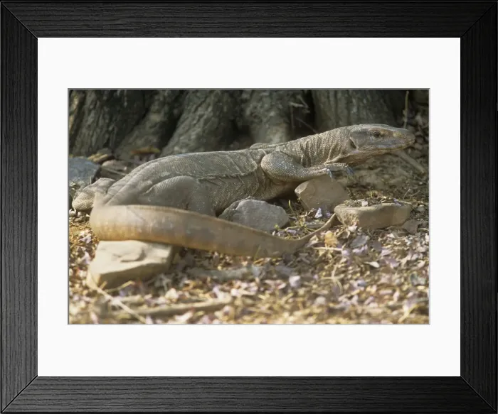 Framed Print : Desert Monitor lizard - Ranthambhore National Park - Rajasthan - India