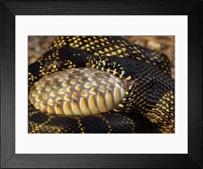 Framed Print : Common Kingsnake (Lampropeltus getula) eating Mohave Rattlesnake (Crotalus scutulatus) - Close-up - Arizona - USA Framed Print : Common Kingsnake (Lampropeltus getula) eating Mohave Rattlesnake (Crotalus scutulatus) - Close-up - Arizona - USA