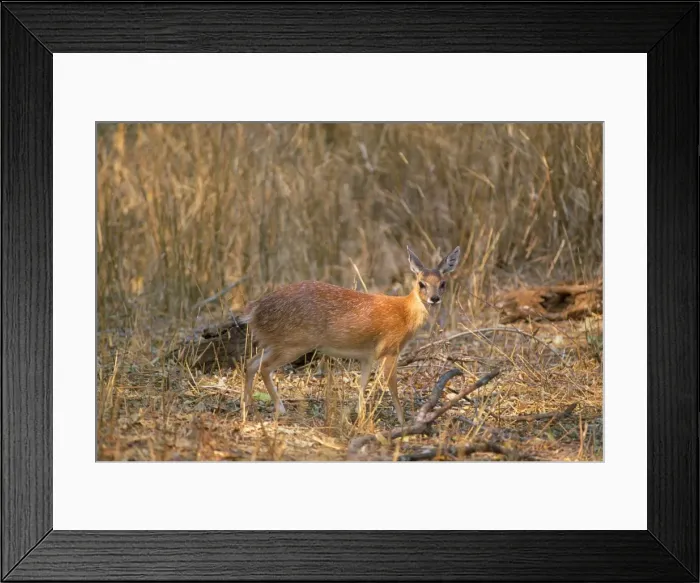 Framed Print : Sharpe's Grysbok Kruger National Park South Africa Framed Print : Sharpe's Grysbok Kruger National Park South Africa