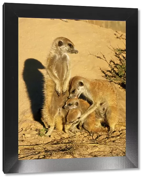Suricate  /  Meerkat - adult grooming young Kalahari South Africa