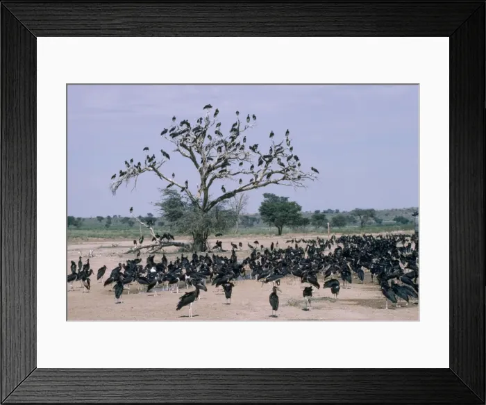 Framed Print : Abdim's Stork - large flock of gathered by water - Kalahari desert Southern Africa Framed Print : Abdim's Stork - large flock of gathered by water - Kalahari desert Southern Africa