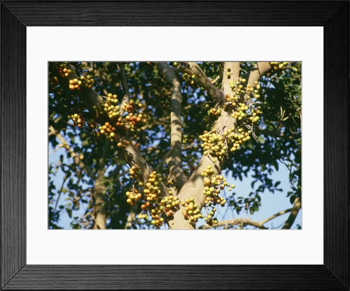 Framed Print : Wild Fig Fruit Kruger National Park, South Africa Framed Print : Wild Fig Fruit Kruger National Park, South Africa