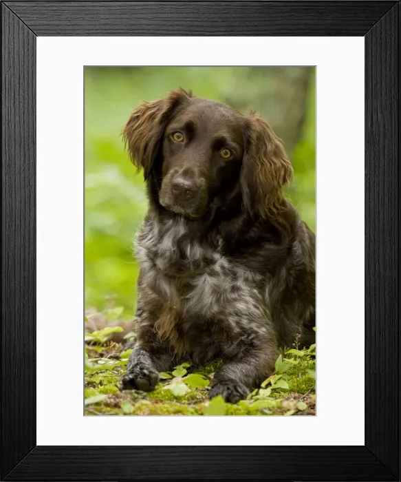 Framed Print : Dog - Small Munsterlander (Kleiner Munsterlander) Breed - Portrait -Wisconsin - USA - Breed originated in Munster Germany - Hunting dog - Pointer-retriever - Highly intelligent and sociable Framed Print : Dog - Small Munsterlander (Kleiner Munsterlander) Breed - Portrait -Wisconsin - USA - Breed originated in Munster Germany - Hunting dog - Pointer-retriever - Highly intelligent and sociable