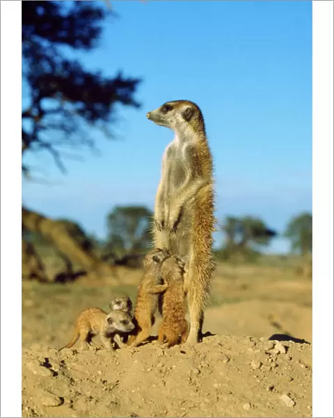 Suricate  /  Meerkat - nursemaid with young Kalahari Desert, Africa