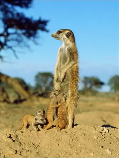 Suricate  /  Meerkat - nursemaid with young Kalahari Desert, Africa