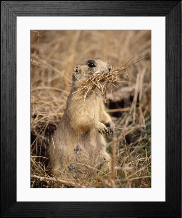 Framed Print : Whitetail Prairie Dog - Collecting nesting material - Colorado, USA Framed Print : Whitetail Prairie Dog - Collecting nesting material - Colorado, USA