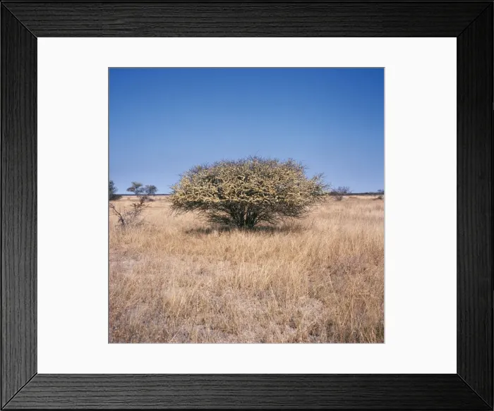Framed Print : Acacia Etosha National Park, South West Africa Framed Print : Acacia Etosha National Park, South West Africa