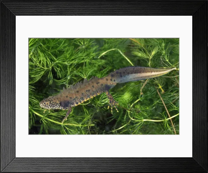 Framed Print : Great-crested Newt UK Framed Print : Great-crested Newt UK