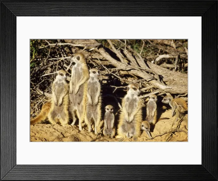Framed Print : Suricate / Meerkat - part of troup sunbathing Kalahari Africa Framed Print : Suricate / Meerkat - part of troup sunbathing Kalahari Africa