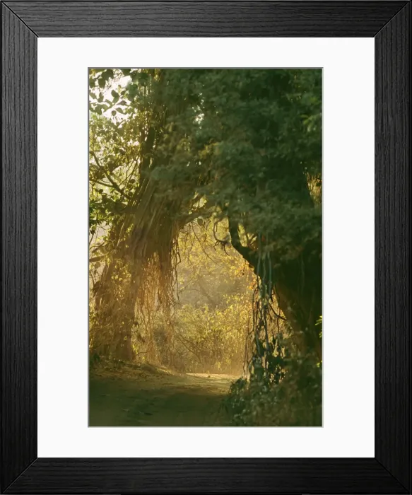 Framed Print : Forest Track CB 95 Ranthambhore National Park, Rajasthan, India. © Chris Brunskill / ARDEA LONDON Framed Print : Forest Track CB 95 Ranthambhore National Park, Rajasthan, India. © Chris Brunskill / ARDEA LONDON