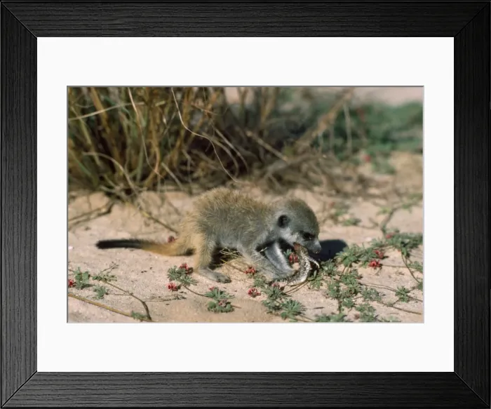 Framed Print : Suricate / Meerkat - eating Gecko given by nursemaid Kalahari Desert, Africa Framed Print : Suricate / Meerkat - eating Gecko given by nursemaid Kalahari Desert, Africa