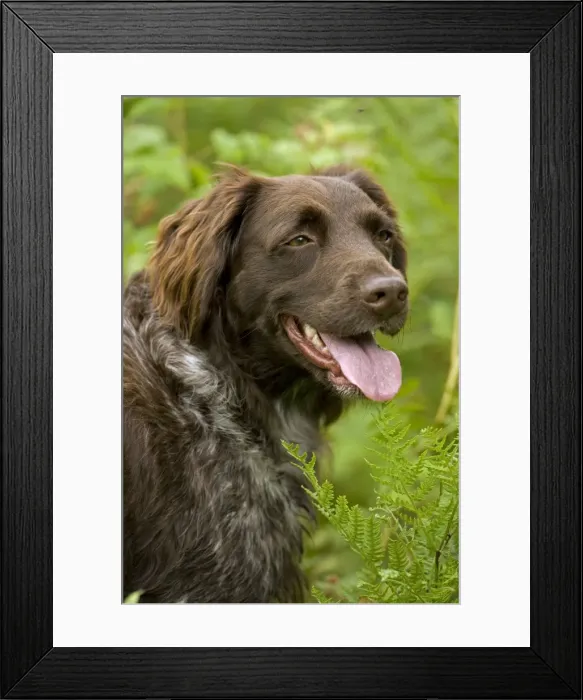 Framed Print : Dog - Small Munsterlander (Kleiner Munsterlander) Breed - Portrait - Panting - Wisconsin - USA - Breed originated in Munster Germany - Hunting dog - Pointer-retriever - Highly intelligent and sociable Framed Print : Dog - Small Munsterlander (Kleiner Munsterlander) Breed - Portrait - Panting - Wisconsin - USA - Breed originated in Munster Germany - Hunting dog - Pointer-retriever - Highly intelligent and sociable