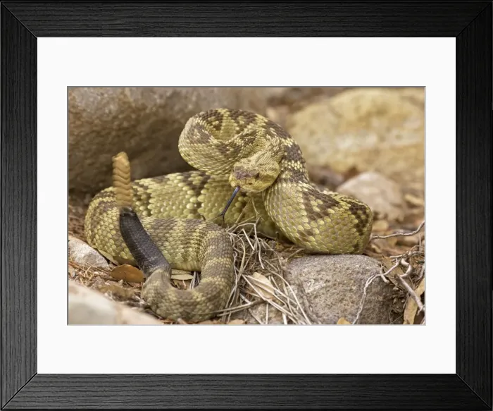 Framed Print : Black-tailed Rattlesnake - Chiricahua Mountains -Arizona - Rattle in motion - Smelling or tasting the air with its tongue - Found in Texas-New Mexico Framed Print : Black-tailed Rattlesnake - Chiricahua Mountains -Arizona - Rattle in motion - Smelling or tasting the air with its tongue - Found in Texas-New Mexico