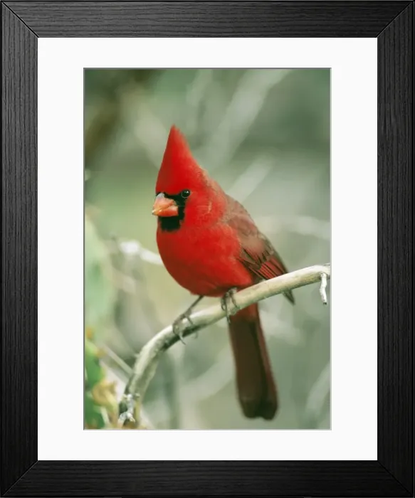 Framed Print : Northern Cardinal - Sonoran Desert, Arizona, USA Framed Print : Northern Cardinal - Sonoran Desert, Arizona, USA
