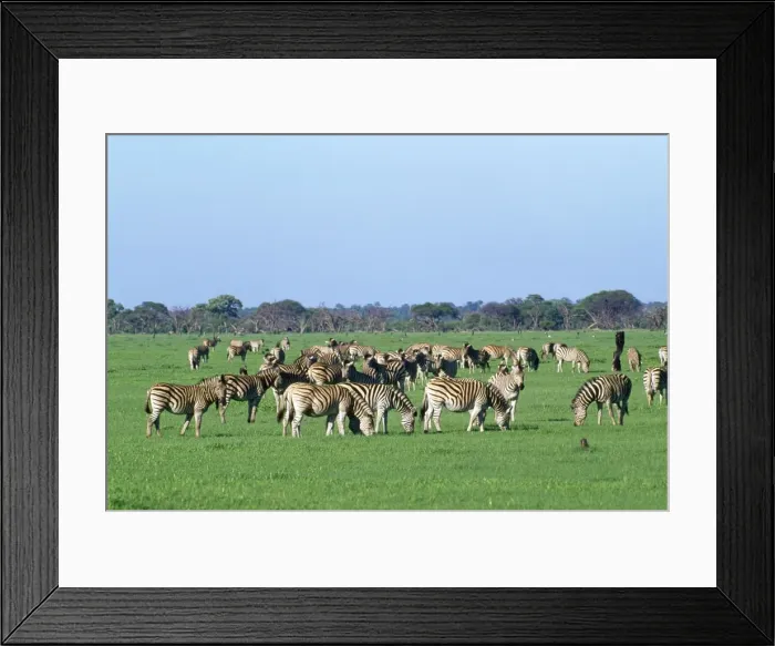 Framed Print : Burchell's Zebra - Chobe National Park Botswana Africa Framed Print : Burchell's Zebra - Chobe National Park Botswana Africa