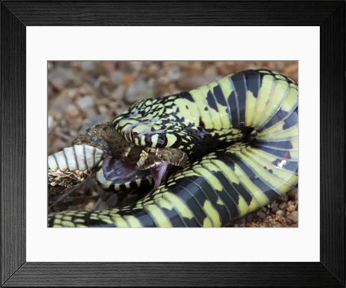 Framed Print : Common Kingsnake (Lampropeltus getula) eating Mohave Rattlesnake (Crotalus scutulatus) - Close-up - Arizona - USA Framed Print : Common Kingsnake (Lampropeltus getula) eating Mohave Rattlesnake (Crotalus scutulatus) - Close-up - Arizona - USA