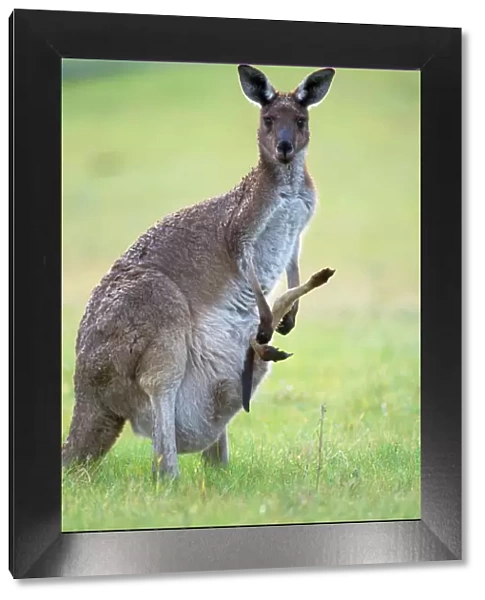 Western Grey Kangaroo - mother & joey - Australia